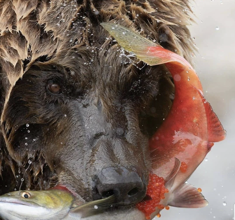 bear catching pregnant salmon